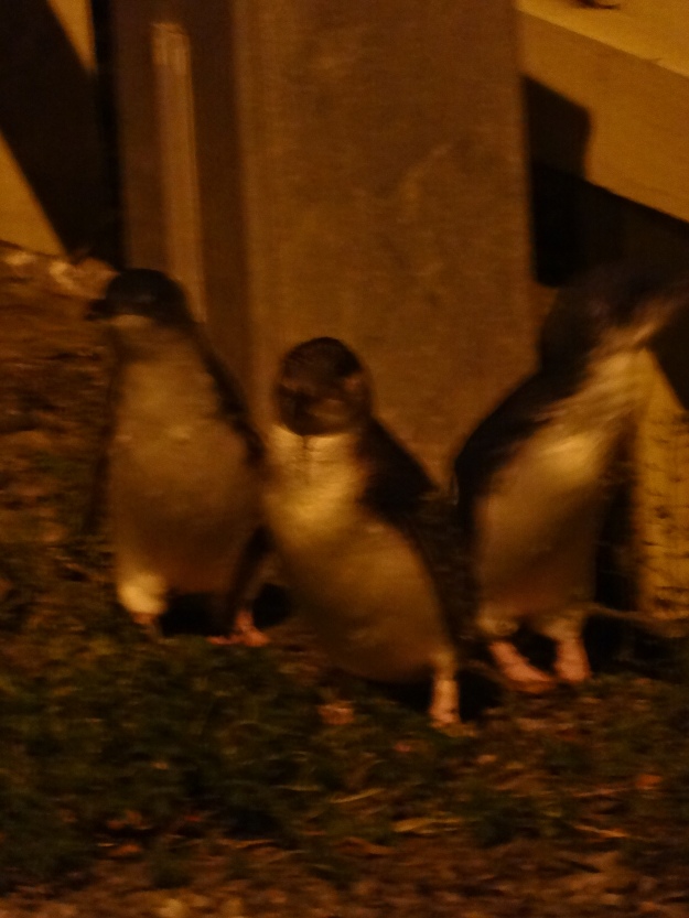 Pingüinos borrosos 2