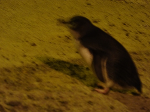 Pingüino borroso 1