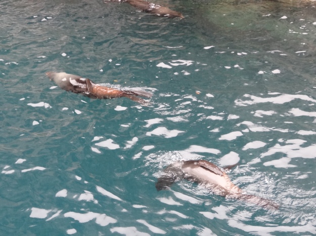 leones marinos nadando